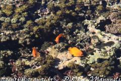 Ronde-des-poisson-anges-citron